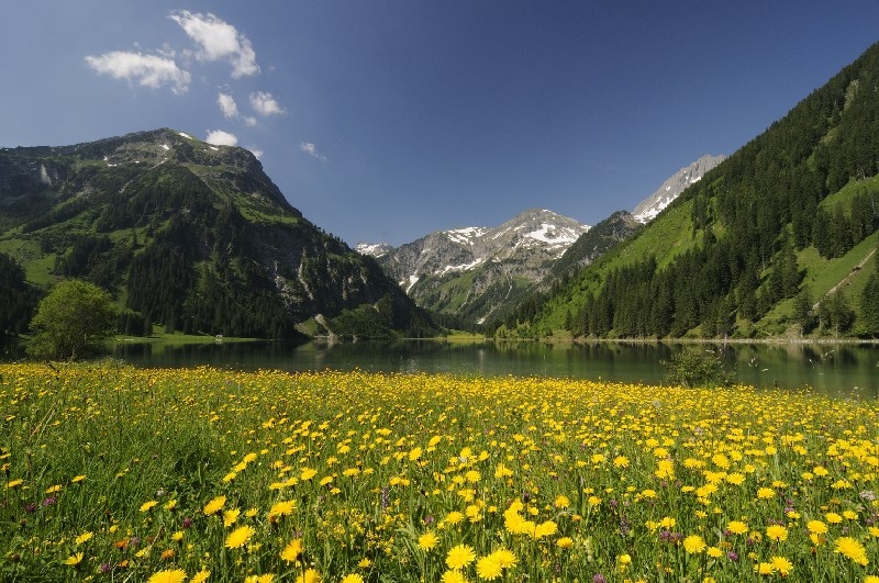 Blumenwiese am Vilsalpsee, Tannheimer Tal, Tirol